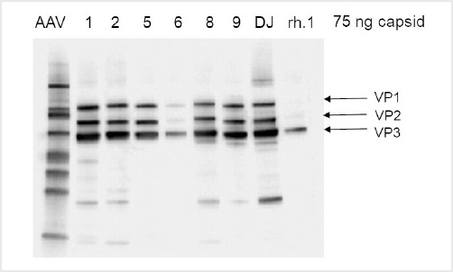 VP1 VP2 VP3 protein Analysis of AAV Capsids by Western blot VP1 VP2 VP3 protein Analysis of AAV Capsids by Western blot