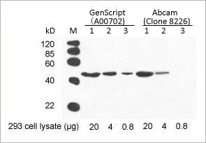 beta Actin Antibody beta Actin Antibody