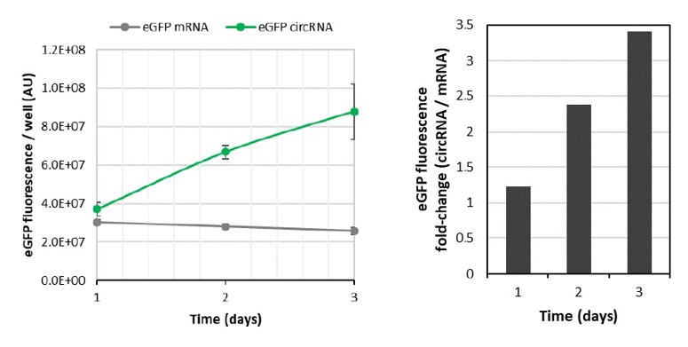 eGFP 環狀RNA