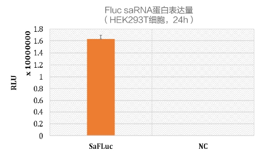 Fluc saRNA蛋白表達量 