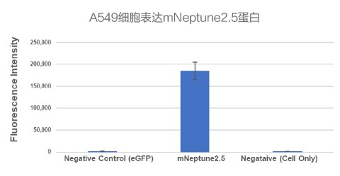 A549細胞表達mNeptune2.5蛋白 