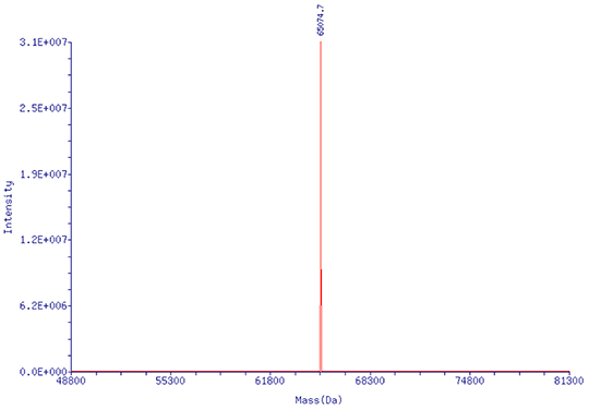 HPLC純化的pegRNA (218nt):分子量精準