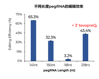 不同長度pegRNA的編輯效率