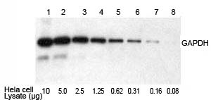 Western blot using the HRP substrate Western blot kit