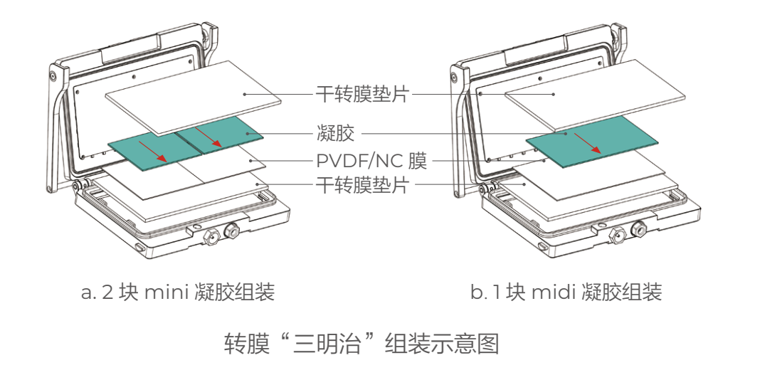 L00981 轉膜三明治示意圖